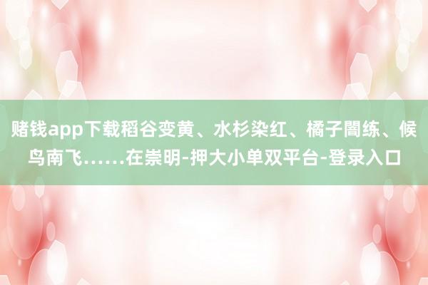 赌钱app下载稻谷变黄、水杉染红、橘子闇练、候鸟南飞……在崇明-押大小单双平台-登录入口